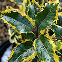 Ilex Madame Briot - Female Holly