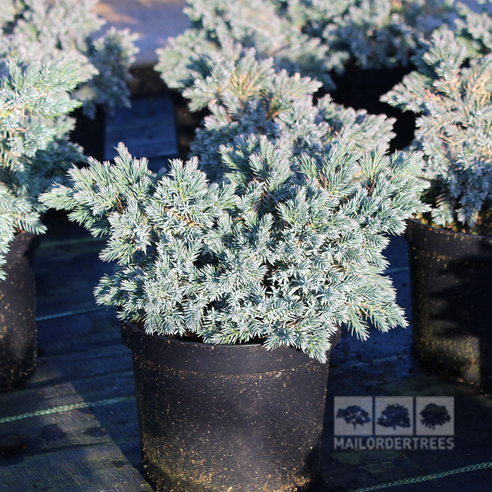 Juniperus Blue Star