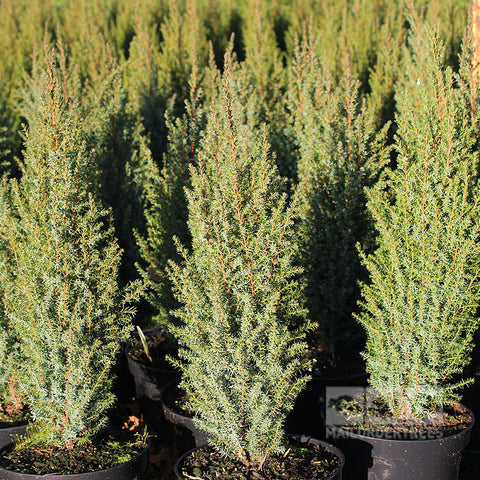 Chamaecyparis lawsoniana 'Silver Threads' (Lawson Cypress)