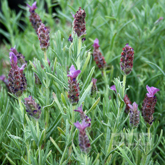 Lavandula Regal Splendour - Flowers