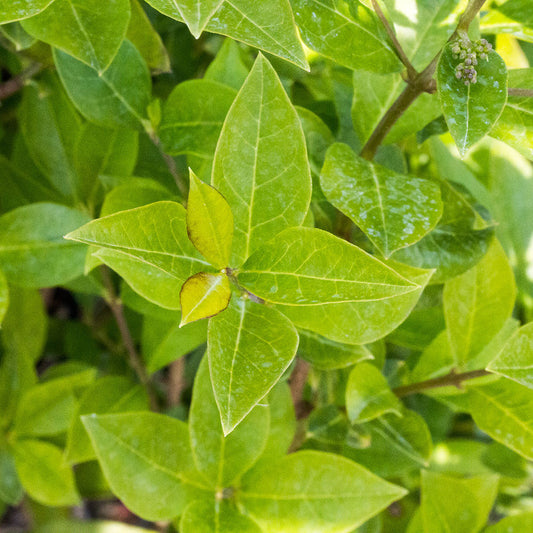 Ligustrum