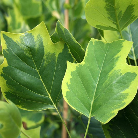 Liriodendron Aureomarginatum - Foliage