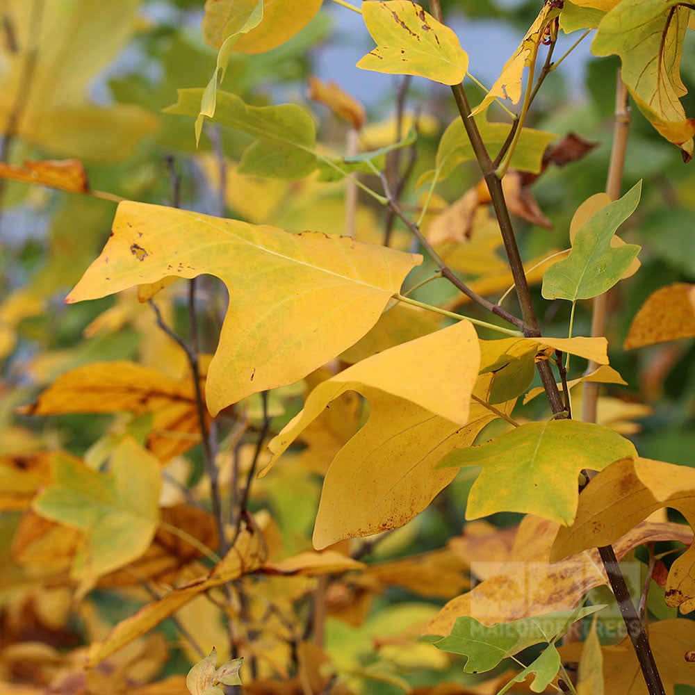 Liriodendron tulipifera - Autumn Foliage