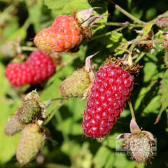 Rubus x loganobaccus - Loganberry Thornless