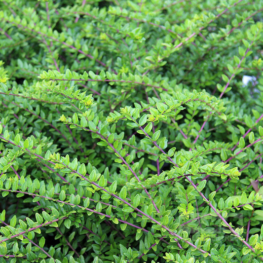 Lonicera Maigrun - Honeysuckle May Green