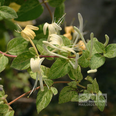 Lonicera Mint Crisp - Honeysuckle