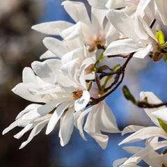 Magnolia kobus - Northern Japanese Magnolia Tree