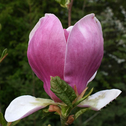 Magnolia Lennei - Flower