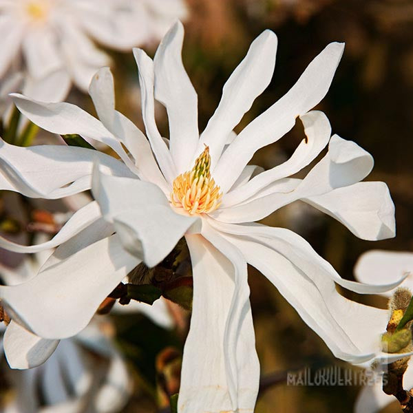 Close-up of a Magnolia Water Lily - Star Magnolia Tree flower, showcasing its long, narrow white petals and pale yellow centre, famous for its sweet fragrance.