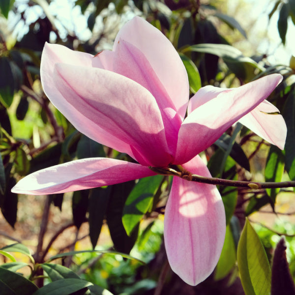 Close-up of a large bloom from the Magnolia Star Wars tree with green leaves in the background, captured in natural sunlight, exuding a sweet scent.