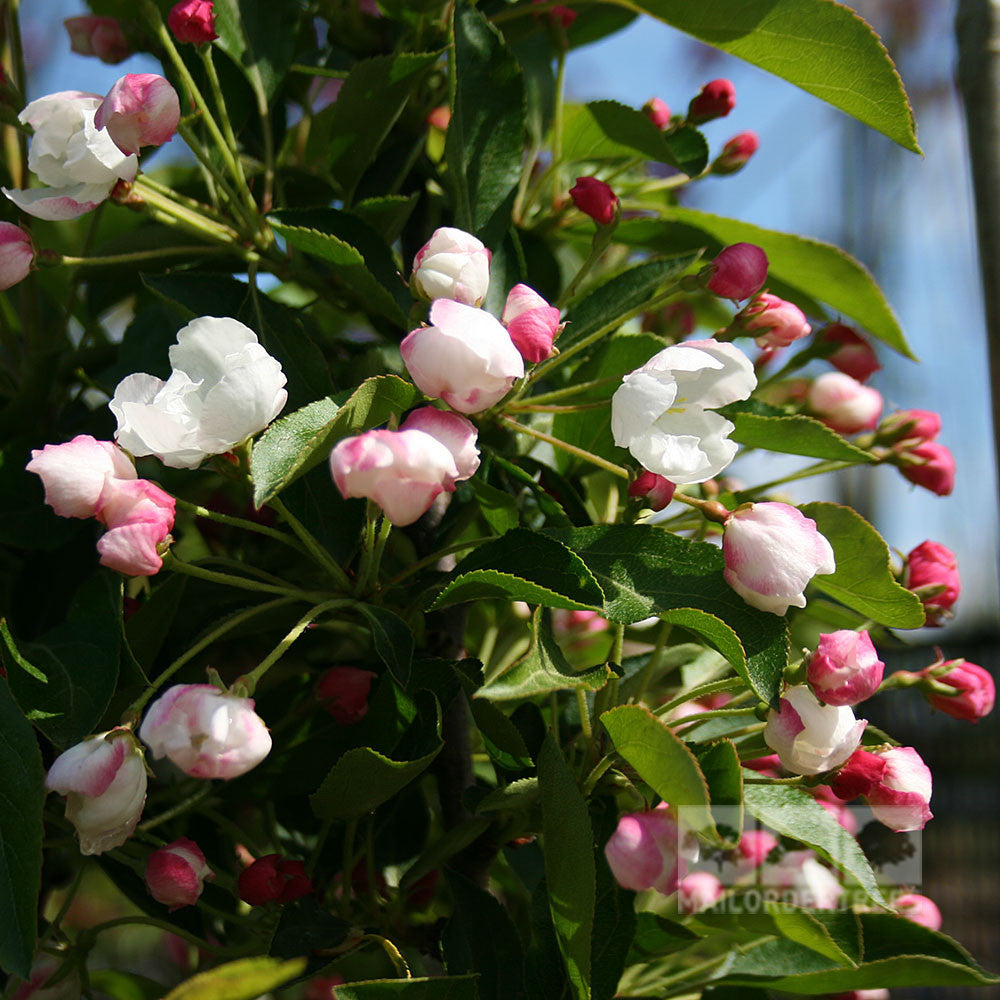 Malus Admiration - Flowers & Buds