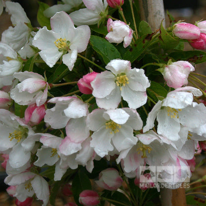 Malus Admiration - Flowers