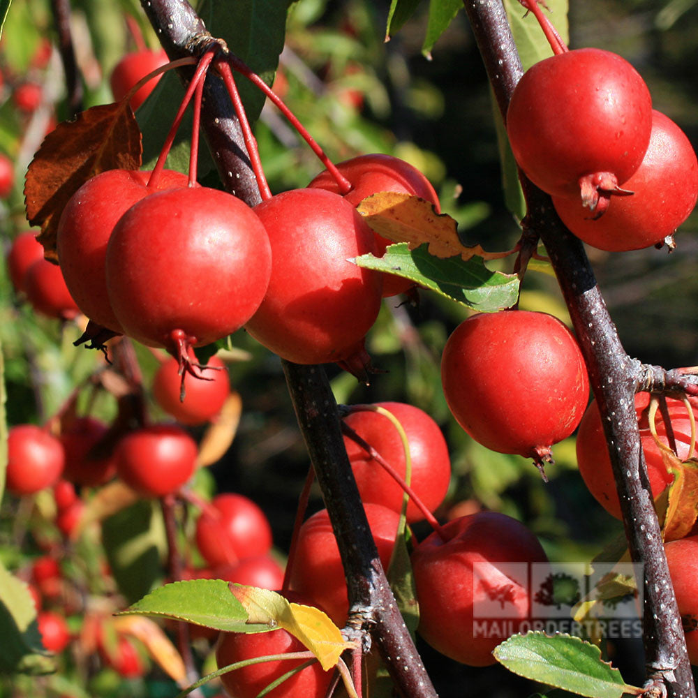 Malus Cheal's Weeping - Fruits