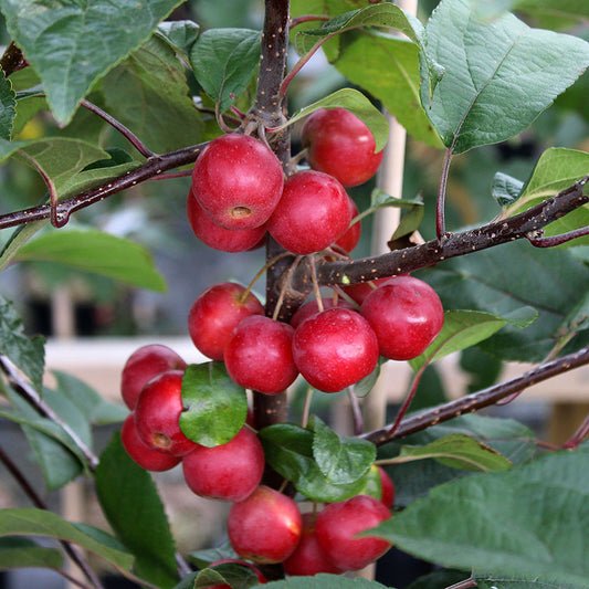 Malus Gorgeous - Fruits