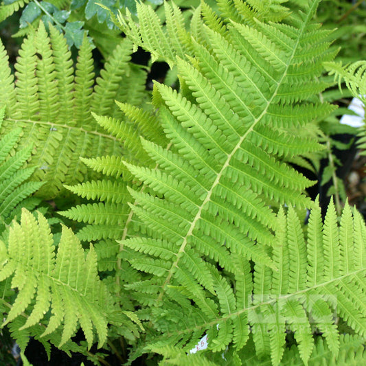 Matteuccia struthiopteris - Foliage