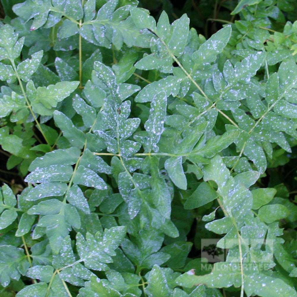 Osmunda regalis - Foliage