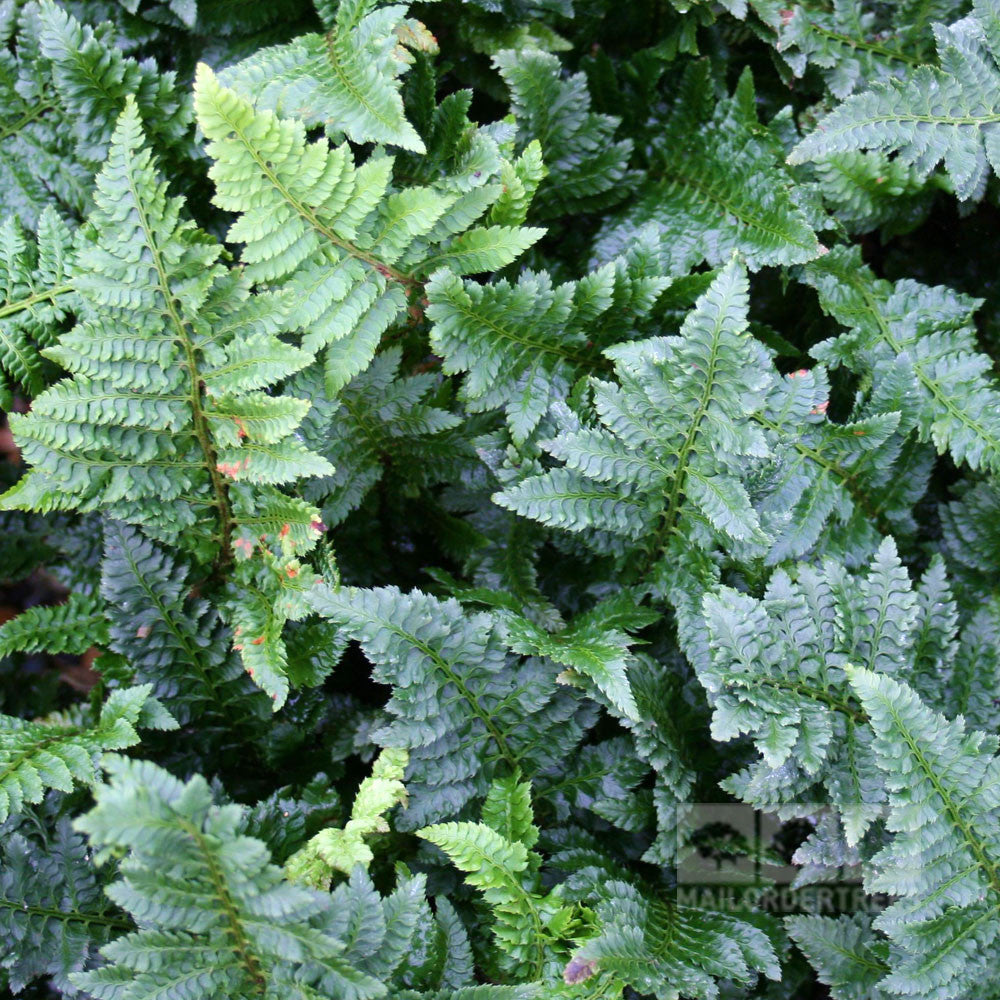 Polystichum Congestum - Foliage