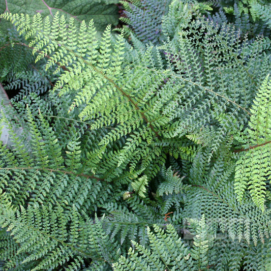 Polystichum setiferum proliferum - Foliage