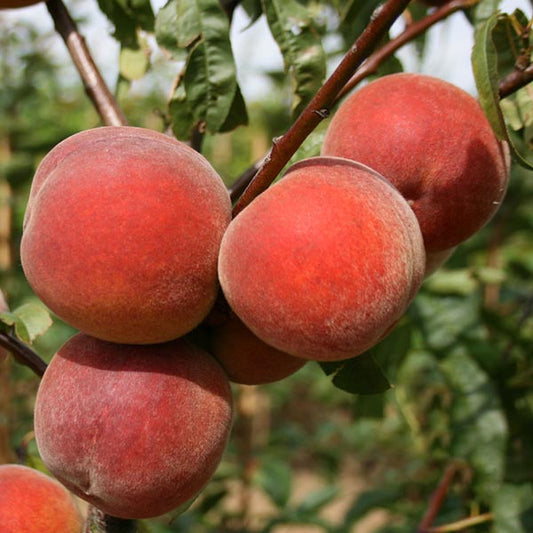 Prunus Peregrine - Peregrine Peach Tree