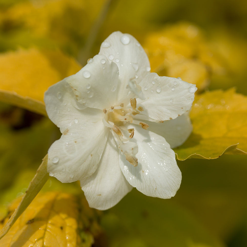 Philadelphus aureaus