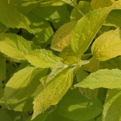 Philadelphus aureus leaf