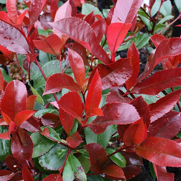 Photinia Red Robin - Foliage