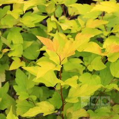 Physocarpus opulifolius Dart’s Gold - Ninebark Dart’s Gold