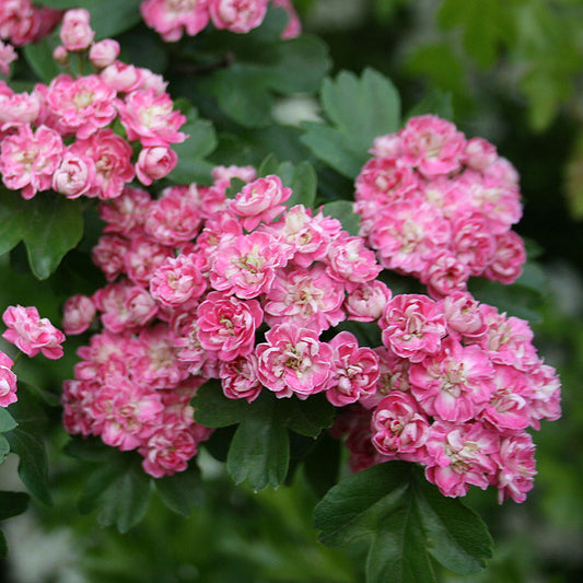 Crataegus Rosea Flore Pleno - Flowers