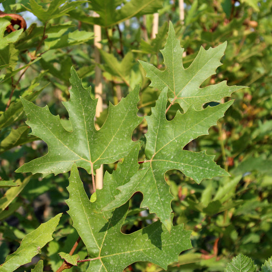 Platanus orientalis Minaret - Foliage