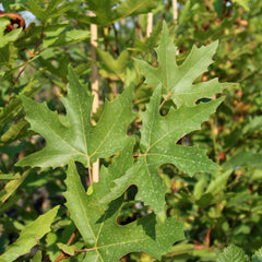 Platanus orientalis Minaret - Eastern Plane Tree