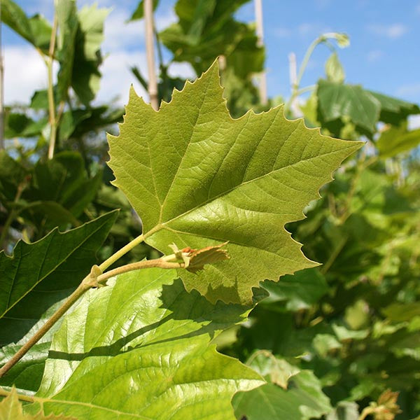 Platanus x acerifolia - Foliage