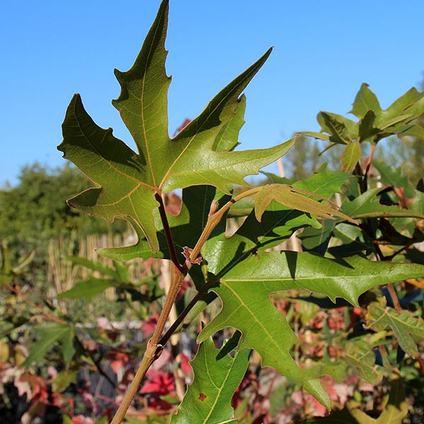 Platanus Digitata - Foliage