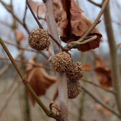 Platanus x acerifolia