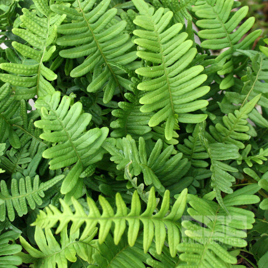 Polypodium vulgare - Foliage