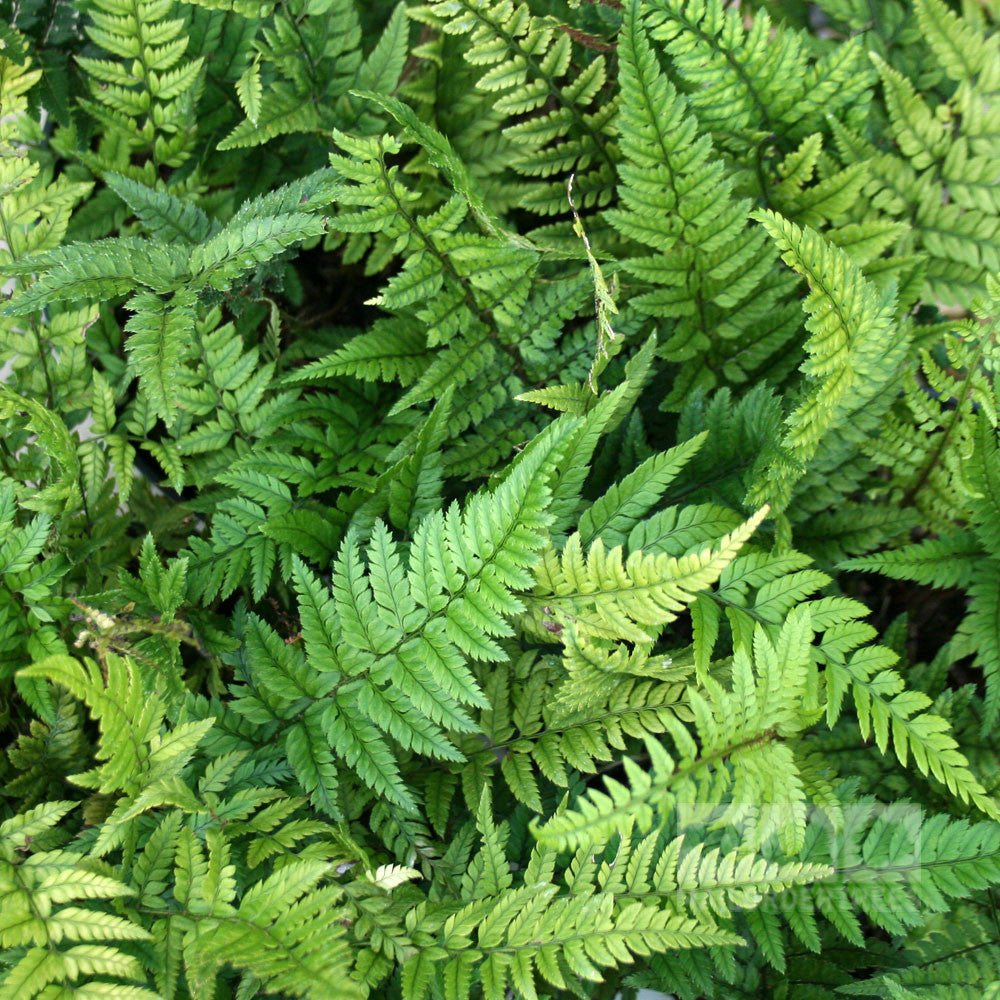 Polystichum tsus-simense - Foliage