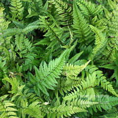 Polystichum tsus-simense - Korean Rock Fern