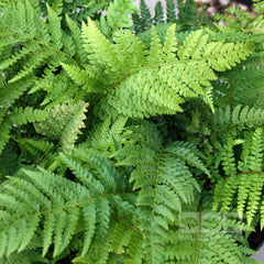 Polystichum Dahlem - Soft Shield Fern