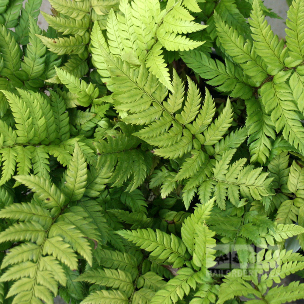 Polystichum rigens - Foliage