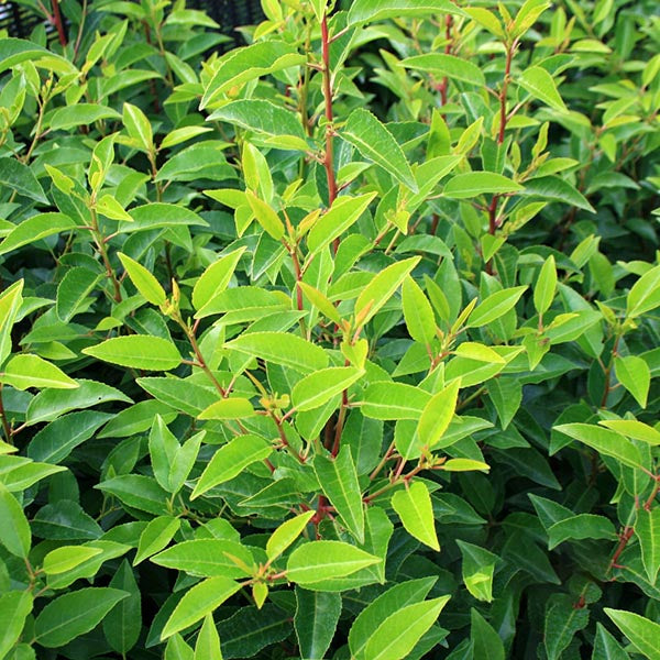 Prunus lusiticana - Foliage