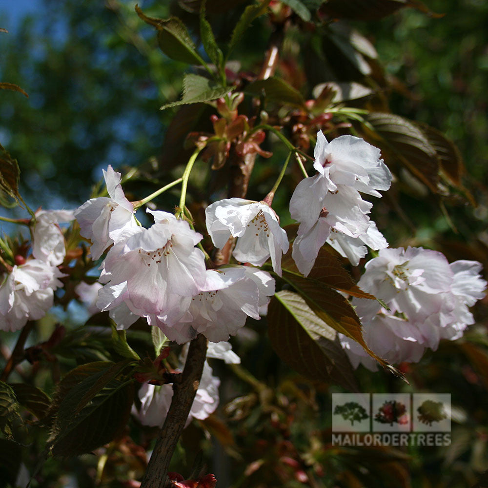 Prunus Chocolate Ice - Flowers