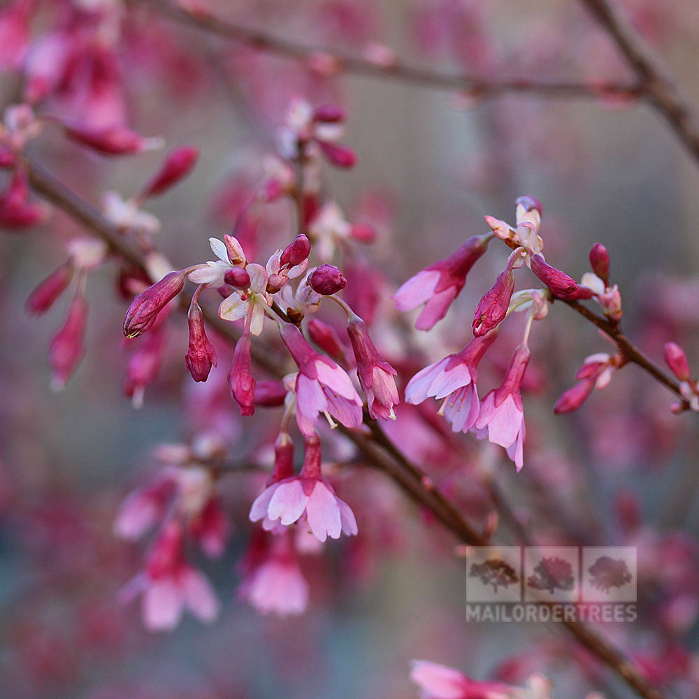 Prunus Okame Harlequin - Flowers