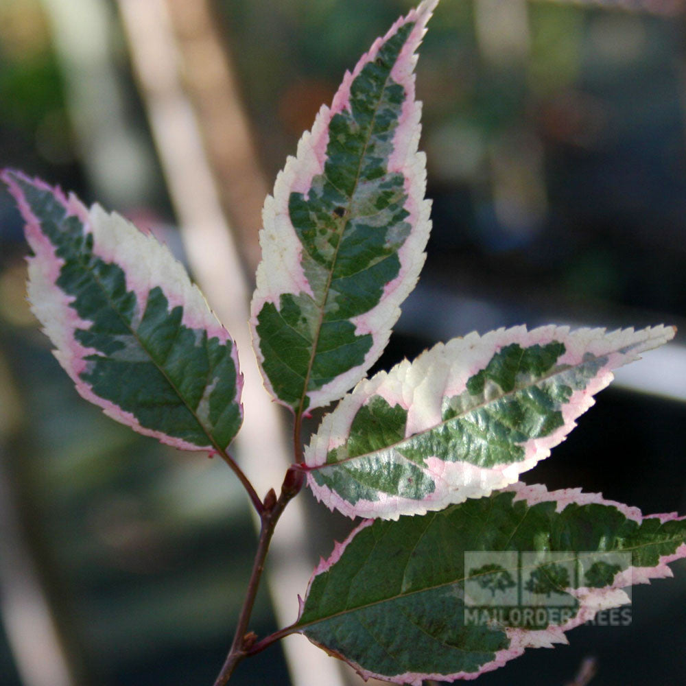 Prunus Okame Harlequin - Foliage