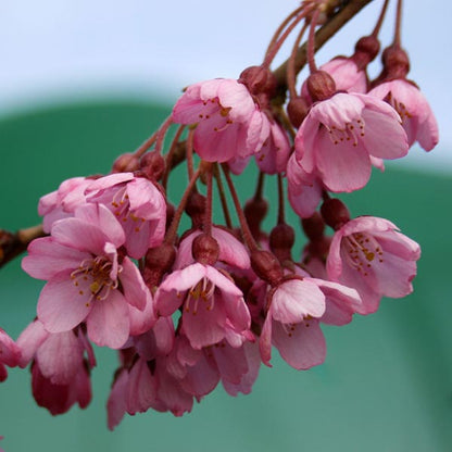 Prunus Pendula Rubra - Flowers