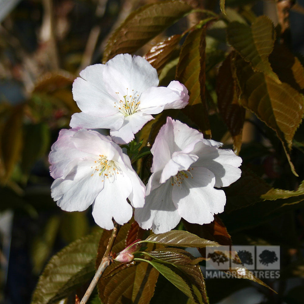 Prunus Sunset Boulevard - Flowers