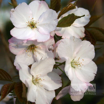 Prunus Sunset Boulevard - Flowers