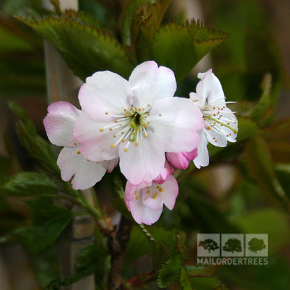 Prunus Tilstone Hellfire - Flower