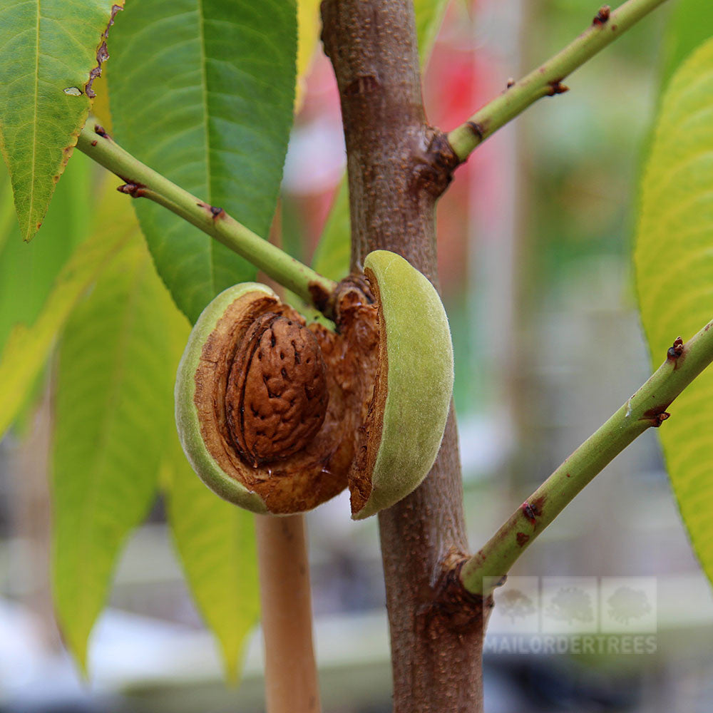 Prunus dulcis - Fruit