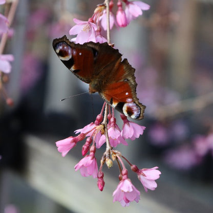 Prunus Pendula Rubra