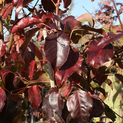 Pyrus Chanticleer - Foliage