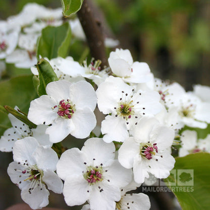 Pyrus Chanticleer - Flowers